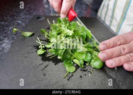 Crescione (Nasturtium officinale), crescione fresco per la preparazione di una zuppa di crescione, tagliere, taglio, coltello da cucina, tritare, Svevo Foto Stock