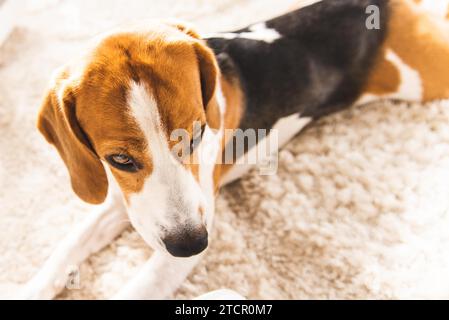 Cane Beagle sdraiato sul tappeto in una casa accogliente. Vista dall'alto Foto Stock