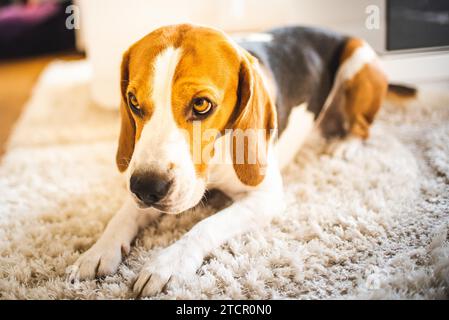 Cane Beagle sdraiato sul tappeto in una casa accogliente. Occhi tristi Foto Stock