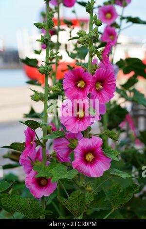 Rosa hollyhock alcea fiore rosea in fiore Foto Stock