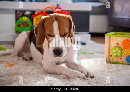 Beagle cane stanco dorme tra i giocattoli per bambini su un pavimento. Sfondo a tema cane Foto Stock