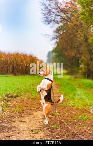 Divertente cane beagle in piedi su due zampe che osserva l'ambiente circostante. Cane in ambiente rurale. Hound Hount Foto Stock