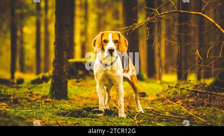 Il cane beagle in piedi nella foresta autunnale. Ritratto con sfondo poco profondo. Cani all'aperto Foto Stock