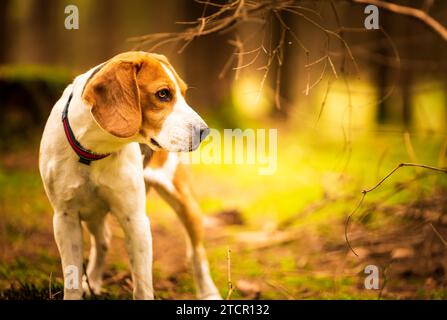 Il cane beagle in piedi nella foresta autunnale. Ritratto con sfondo poco profondo. Cani all'aperto Foto Stock