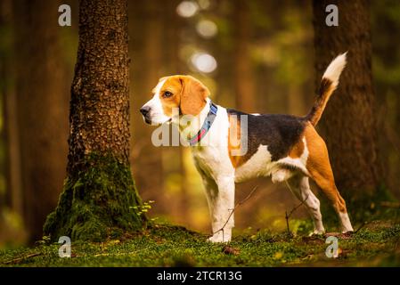 Il cane beagle in piedi nella foresta autunnale. Ritratto con sfondo poco profondo. Cani all'aperto Foto Stock