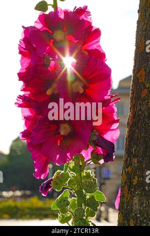 Rosa hollyhock alcea fiore rosea in fiore Foto Stock