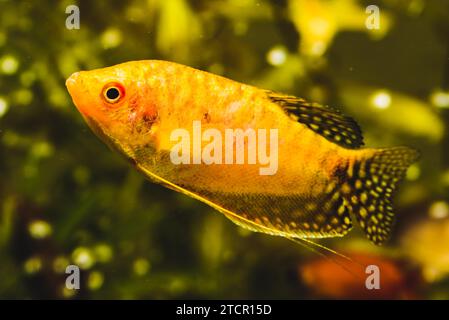Pesci di acquario Golden gourami Trichogaster trichopterus Gold nel serbatoio di pesce Foto Stock