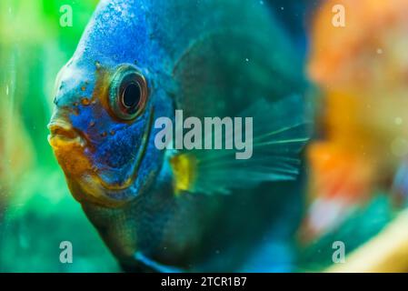 Ritratto di un pesce disco tropicale blu (Symphysodon) in un acquario. Sfondo di messa a fuoco selettiva Foto Stock
