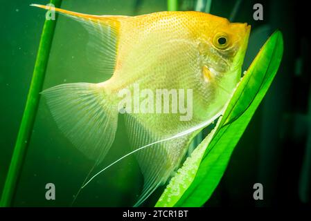 Oro Pterophyllum Scalare in acqua di aqarium, giallo angloscia che protegge uova. Roe sulla foglia Foto Stock