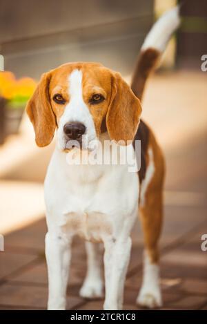 Ritratto di primo piano del cane nelle soleggiate giornate primaverili. Sfondo cane Beagle. Razza pura all'aperto Foto Stock