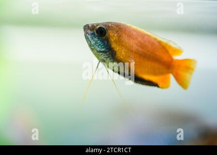 Gourami al miele (Trichogaster chuna) pesci d'acquario tropicale in acquario di pesci. Pesce maschio colorato. Concetto Aquaria Foto Stock