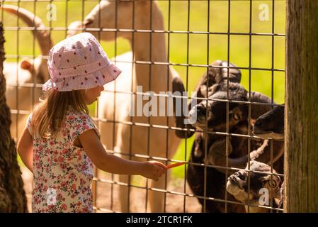 Madre ragazza di due anni in terreni agricoli che alimenta capre. Giornata di sole in campagna Foto Stock