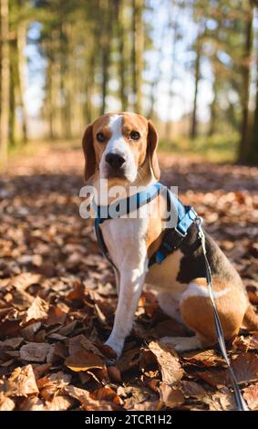 Il cane beagle seduto nella foresta di autunno. Ritratto con sfondo poco profonda Foto Stock