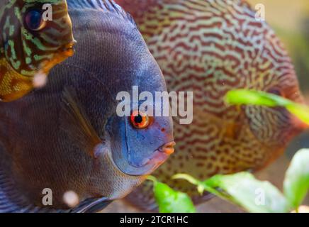 Pesci di specie diverse (Symphysodon) in acquario, pesci tropicali. Discus dal Rio delle Amazzoni Foto Stock