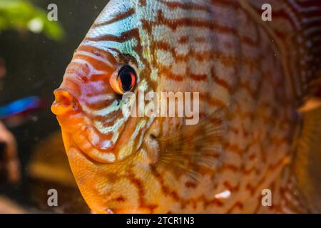 Pesci delle spieci discus (Symphysodon) in acquario. Concetto di acquari d'acqua dolce Foto Stock