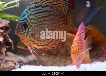 Pesci delle spieci discus (Symphysodon) in acquario. Concetto di acquari d'acqua dolce Foto Stock