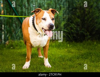 Staffordshire Amstaff cane recuperato salute dopo ictus. Concetto di salute del cane Foto Stock