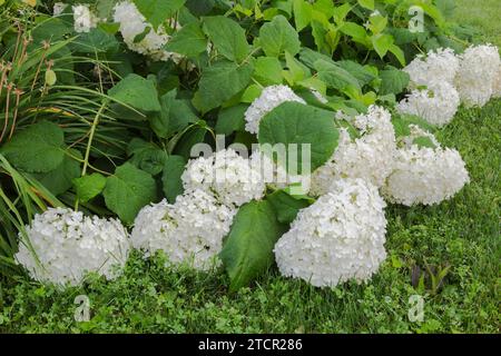 Colline di neve (Hydrangea arborescens) teste di fiori di arbusto appese verso il basso dal peso delle gocce di pioggia accumulate, Quebec, Canada Foto Stock