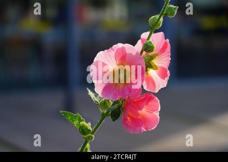 Rosa hollyhock alcea fiore rosea in fiore Foto Stock