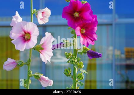 Rosa hollyhock alcea fiore rosea in fiore Foto Stock