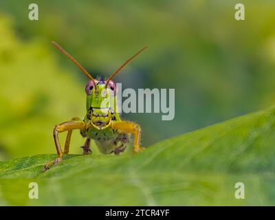 Grasshopper si trova su una foglia con sfondo verde, divertente, guarda curiosamente nella fotocamera, primi piani, macro-fotografia Foto Stock