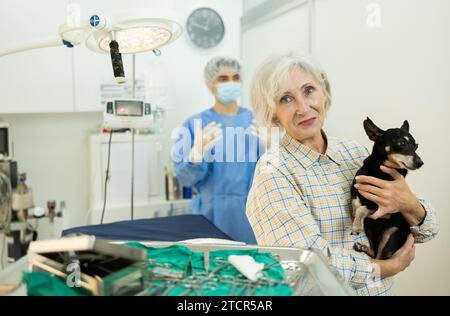 Donna matura che porta il pinscher in miniatura alla clinica veterinaria per la procedura Foto Stock