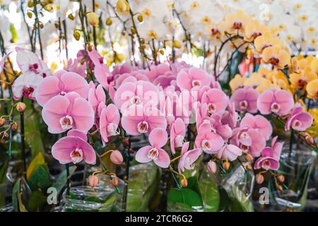 Bellissime orchidee Phalaenopsis con bellissimi fiori e foglie verdi. Molti colori diversi in mostra in un giardino centrale. Foto Stock