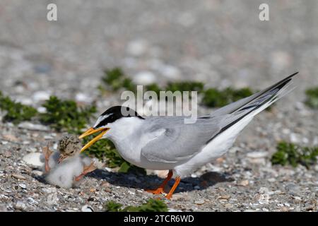 Little Tern (Sternula albifrons), giovane con adulto, aggressività intraspecifica, adulto con pulcino alieno in becco, Lower Saxon Wadden Sea National Foto Stock