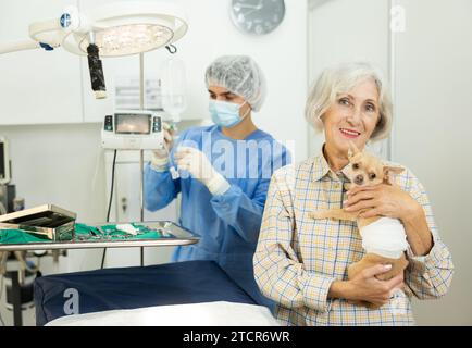 Anziana proprietaria che porta chihuahua in clinica veterinaria per la procedura Foto Stock