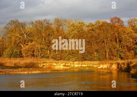 Autunno nella pianura alluvionale, vista di un fiume ghiaioso e ripide rive del fiume Mulde vicino a Dessau-Rosslau, dinamica naturale di un fiume, primario Foto Stock