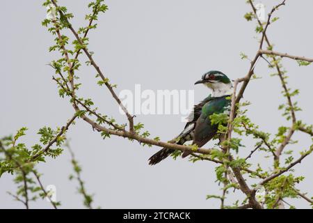 Diederik Cuckoo - Tarangiri Tanzania Foto Stock