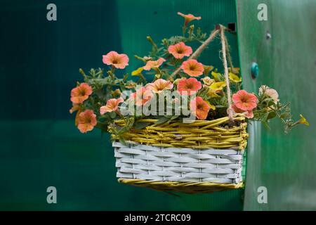 Petunia da giardino (Petunia x atkinsiana) fiorita in un cesto di vimini appeso. Foto Stock