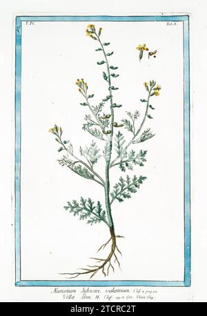 Vecchia illustrazione del crescione giallo strisciante. Di G. Bonelli su Hortus Romanus, publ. N. Martelli, Roma, 1772 – 93 Foto Stock