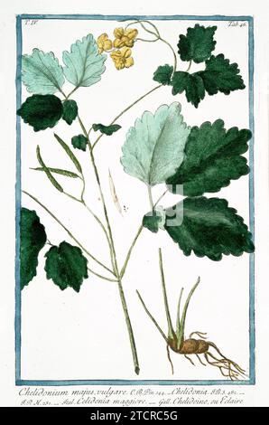 Vecchia illustrazione di Greater Celandine. Di G. Bonelli su Hortus Romanus, publ. N. Martelli, Roma, 1772 – 93. Foto Stock