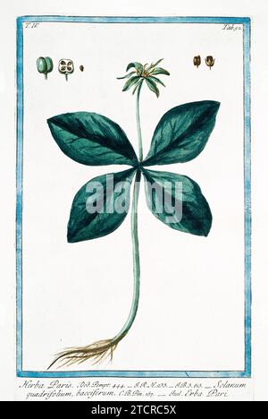 Vecchia illustrazione di Herb Paris. Di G. Bonelli su Hortus Romanus, publ. N. Martelli, Roma, 1772 – 93. Foto Stock