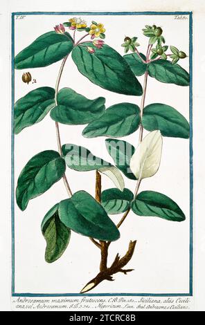 Vecchia illustrazione di Tutsan. Di G. Bonelli su Hortus Romanus, publ. N. Martelli, Roma, 1772 – 93 Foto Stock