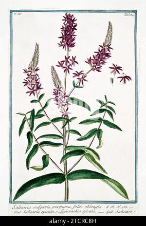 Vecchia illustrazione di Purple Loosestrife. Di G. Bonelli su Hortus Romanus, publ. N. Martelli, Roma, 1772 – 93 Foto Stock