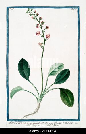 Vecchia illustrazione di Round-Lived Wintergreen. Di G. Bonelli su Hortus Romanus, publ. N. Martelli, Roma, 1772 – 93 Foto Stock