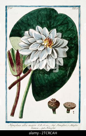 Vecchia illustrazione della ninfee bianca. Di G. Bonelli su Hortus Romanus, publ. N. Martelli, Roma, 1772 – 93. Foto Stock