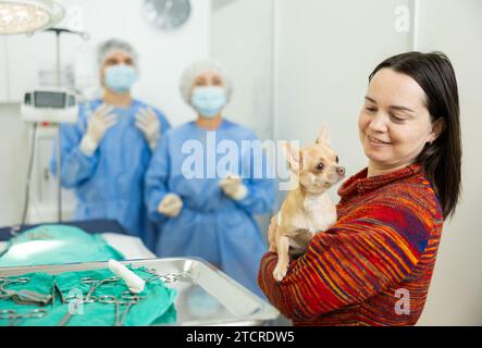 Donna che porta chihuahua con addome bendato alla clinica veterinaria per la procedura Foto Stock