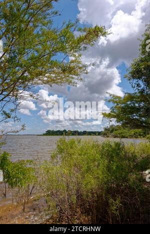 Guardando attraverso il lago Texana attraverso i margini pesantemente vegetati, con un profondo cielo blu con nuvole bianche sparse sopra in agosto. Foto Stock