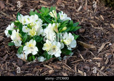 Alstroemeria Zapriclair, ninfee peruviana Principessa Claire, gruppi di fiori bianchi a forma di imbuto petali interni gialli pallidi arrossati, macchie scure, Foto Stock