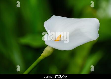 Zantedeschia aethiopica, giglio calla, giglio arum, bianco, fiori a forma di tromba (spathes) spadix giallo simile a un dito Foto Stock