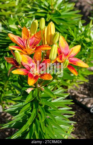 Tiny Lily Parrot, Asiatic Lily Parrot, Oriental Lily Parrot, petali gialli con marcature arancioni Foto Stock