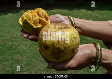 Frutta di Bael polposa matura conosciuta come mela di legno o mele di pietra indiane. Da questo frutto si ricana un sano succo ayurvedico Foto Stock