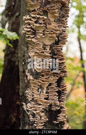 Il polipo di labirinto di muschio (Cerrena unicolor) è un fungo saprobico. Queste foto scattate nel Parco Nazionale di Plitvice, Croazia. Foto Stock