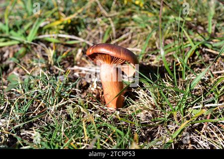 Lo slimecap marrone o picco di rame (Chroogomphus rutilus) è un fungo commestibile. Questa foto è stata scattata in una pineta vicino a Cantavieja, provincia di Teruel, A Foto Stock