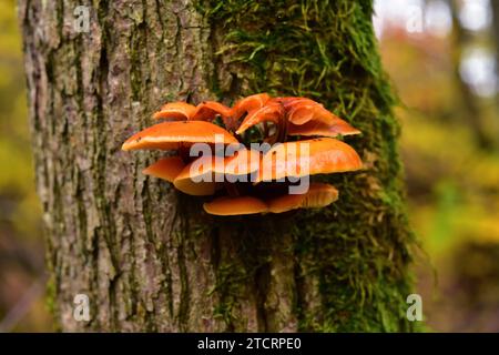 L'Enoki o fungo d'ago dorato (Flammulina velutipes) è un fungo commestibile che cresce sui tronchi. Questa foto è stata scattata nel Dalby National Park, Skane, Foto Stock