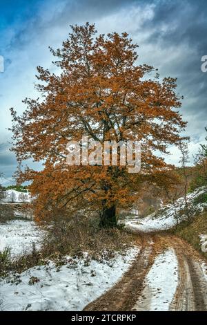 Un vecchio e maestoso albero di quercia con foglie rosse vicino a una pista fuoristrada in un paesaggio innevato nel Parco Nazionale della Maiella. Abruzzo, Italia, Europa Foto Stock