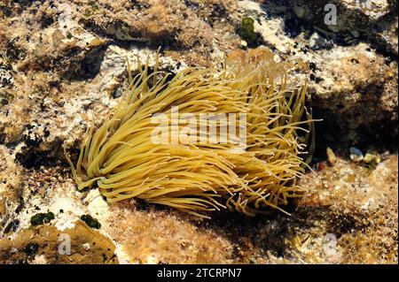 L'anemone marino comune o mediterraneo (Anemonia sulcata) ha circa 200 tentacoli che puntano per difendere e catturare la loro preda. Questa foto è stata scattata in Cap Foto Stock